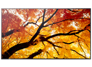 Sharp MultiSync® M752 LCD 75" 4K UHD Message Large Format Display Digital Signage Display NEC