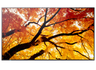 Sharp MultiSync® M982 LCD 98" 4K UHD Message Large Format Display