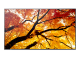 NEC 43" MultiSync M432 4K UHD IPS 550 cd/m² Commercial Display | 60006053