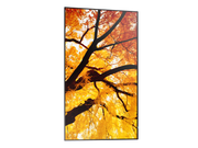 NEC 43" MultiSync M432 4K UHD IPS 550 cd/m² Commercial Display | 60006053 Digital Signage Display NEC